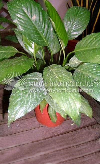 Spathiphyllum mauna loa